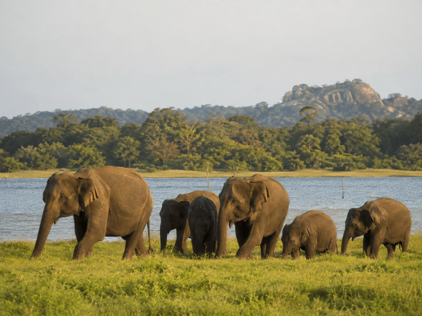 Minneriya National Park